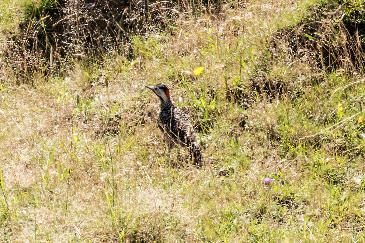 Green-barred Woodpecker - ML618647992