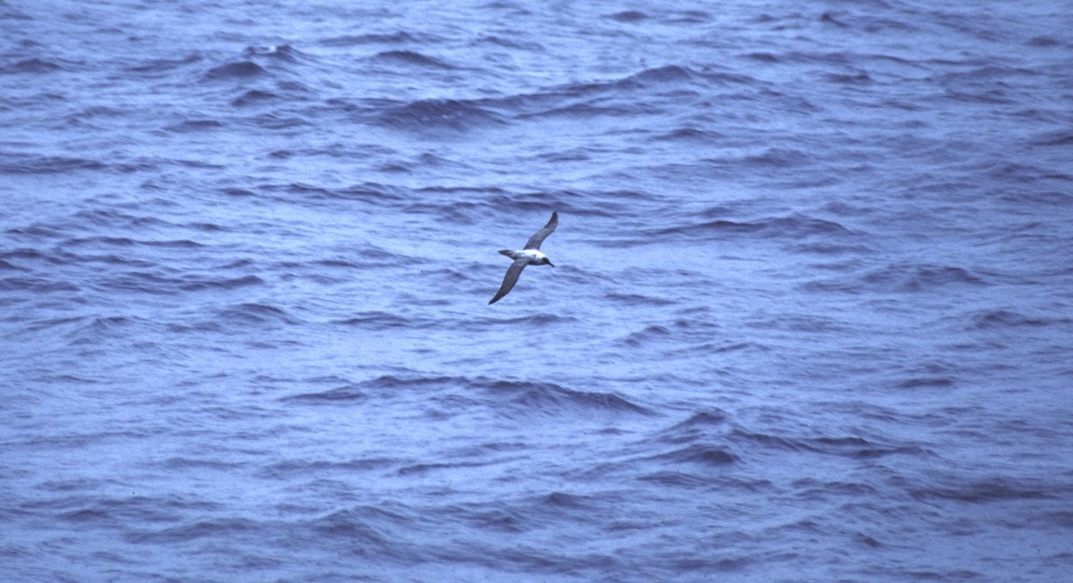 albatros světlehřbetý - ML618648042