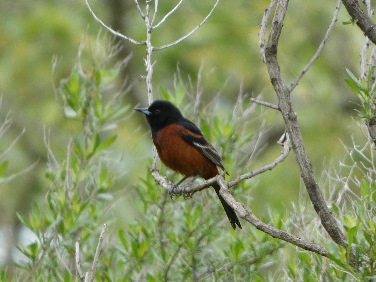 Orchard Oriole - ML618648047