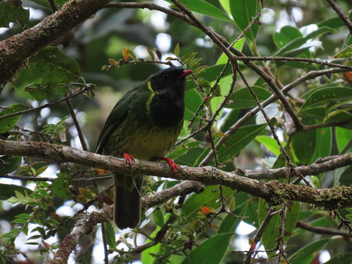 Green-and-black Fruiteater - ML618648070