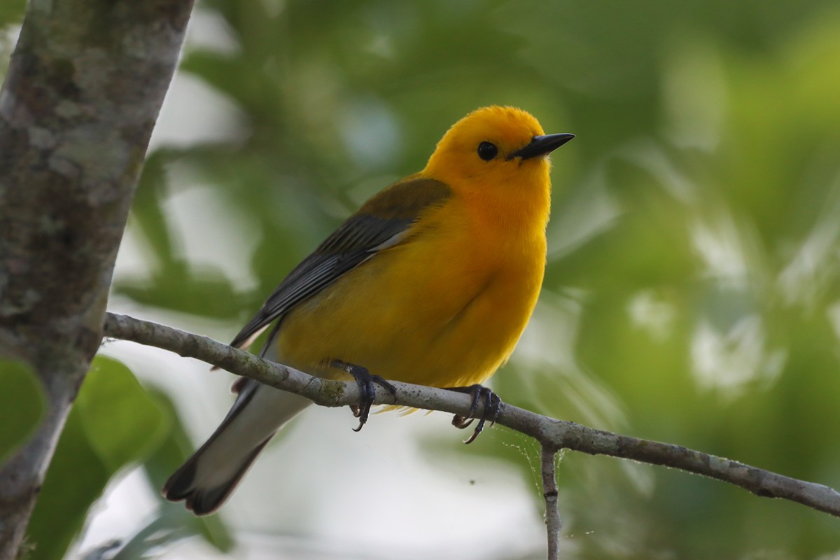 Prothonotary Warbler - ML618648080
