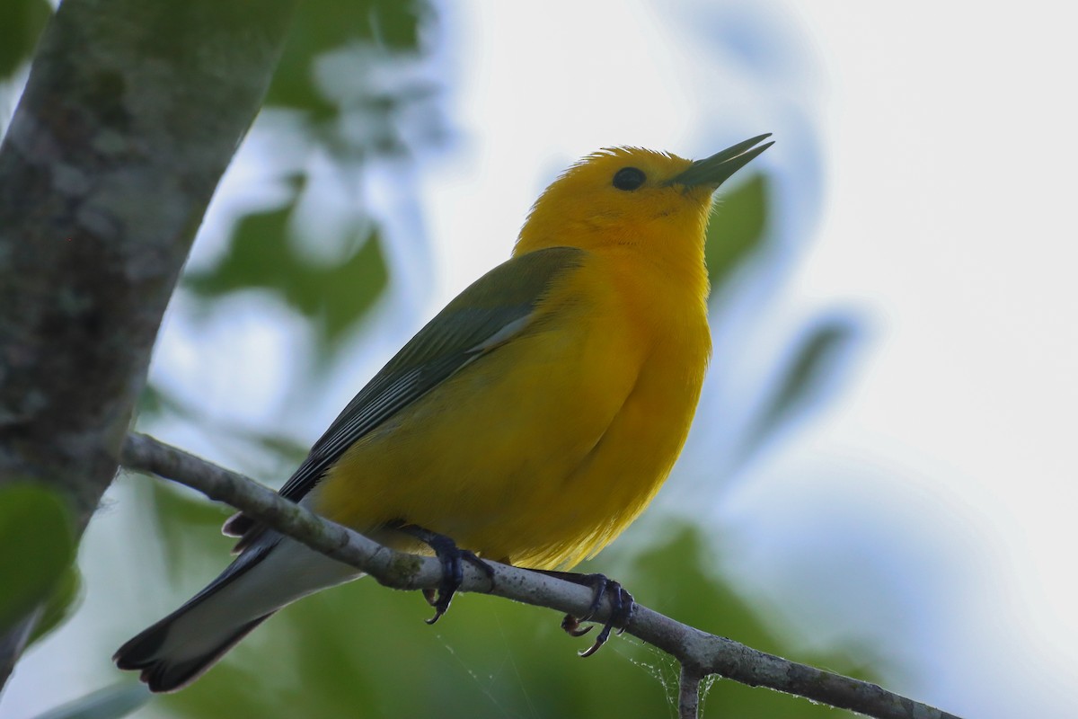 Prothonotary Warbler - ML618648081