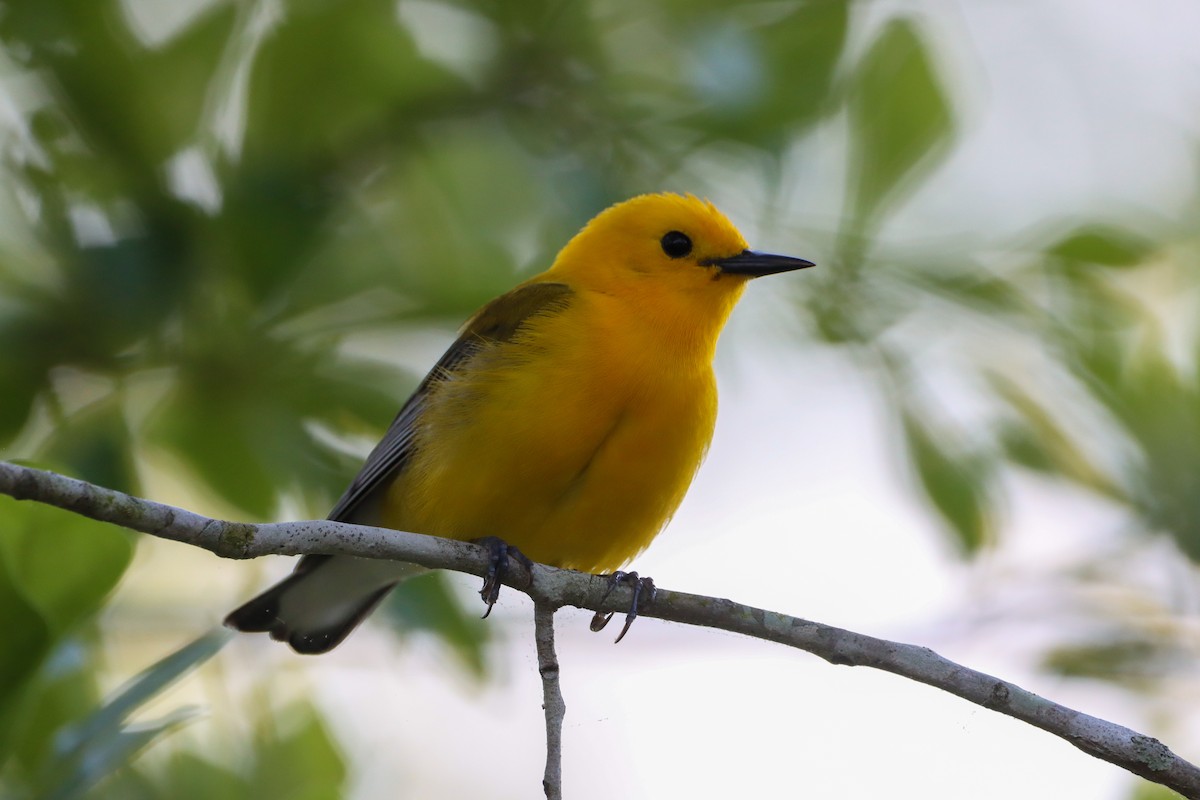 Prothonotary Warbler - ML618648082