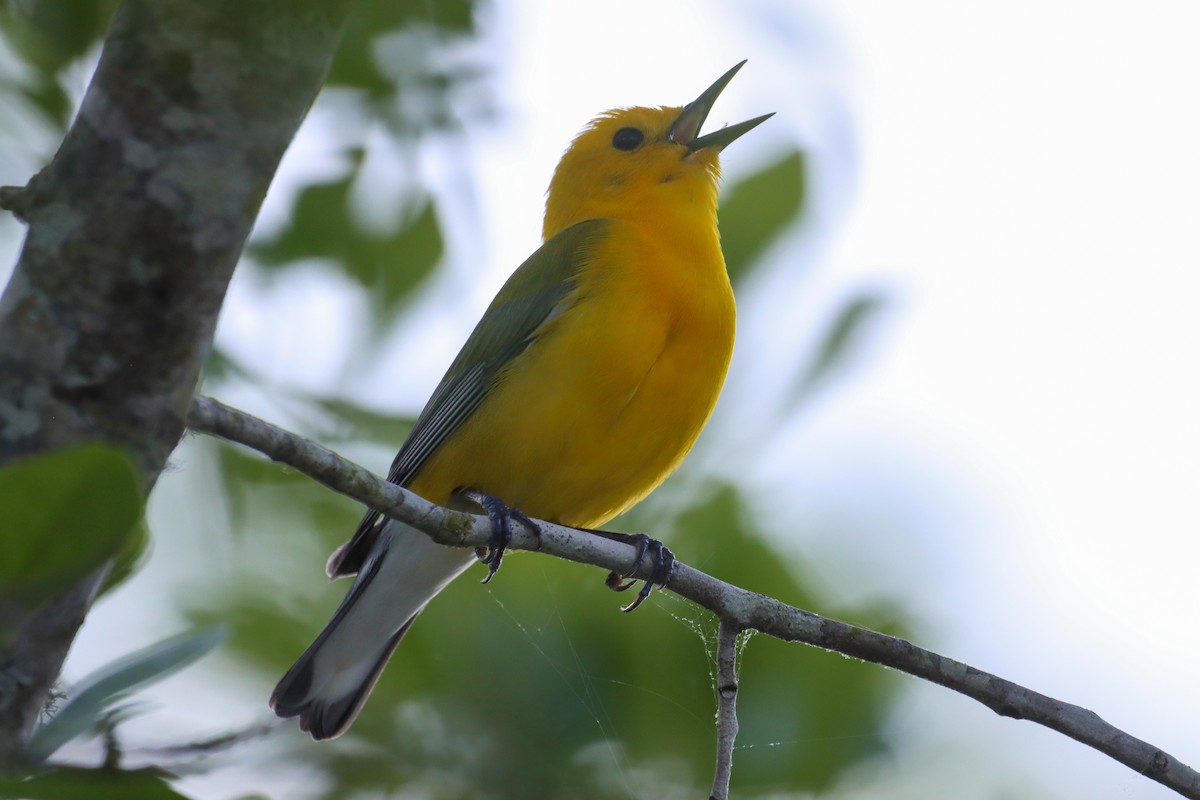 Prothonotary Warbler - ML618648083