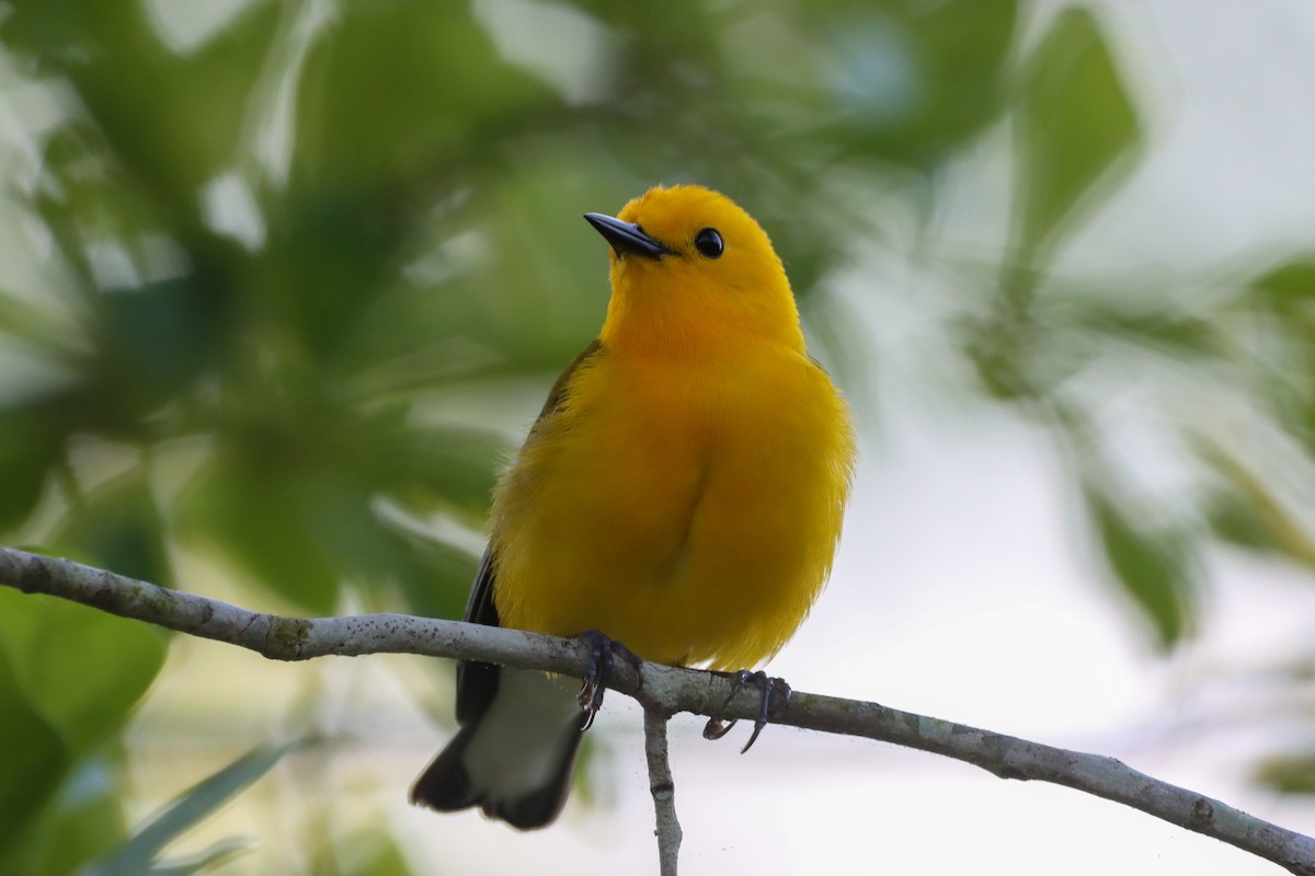 Prothonotary Warbler - ML618648084