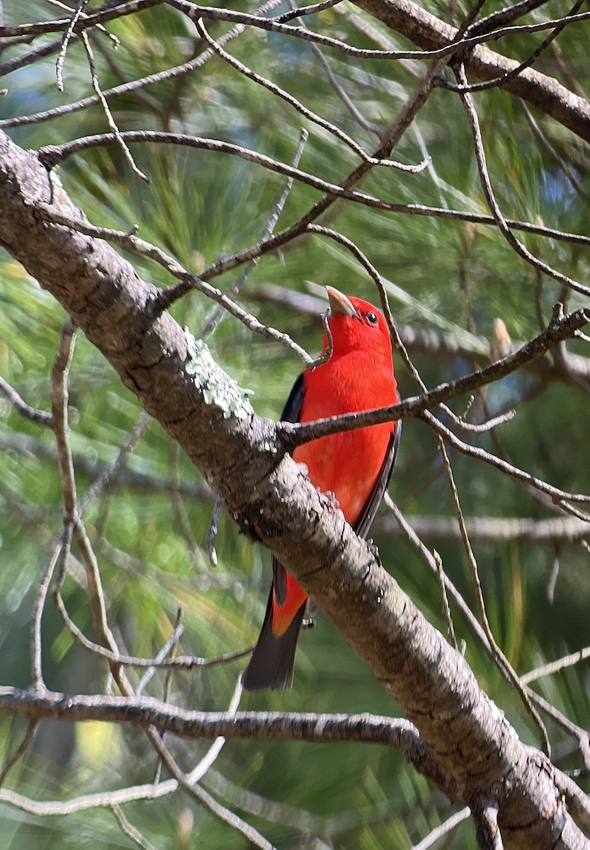 Scarlet Tanager - ML618648177