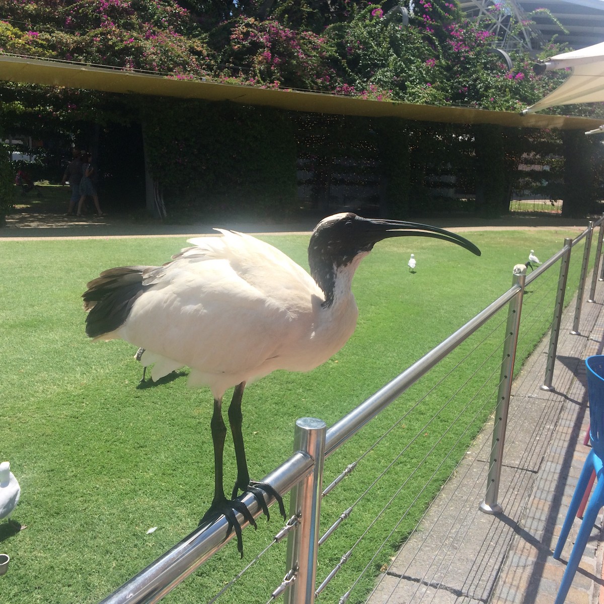 ibis australský - ML618648220
