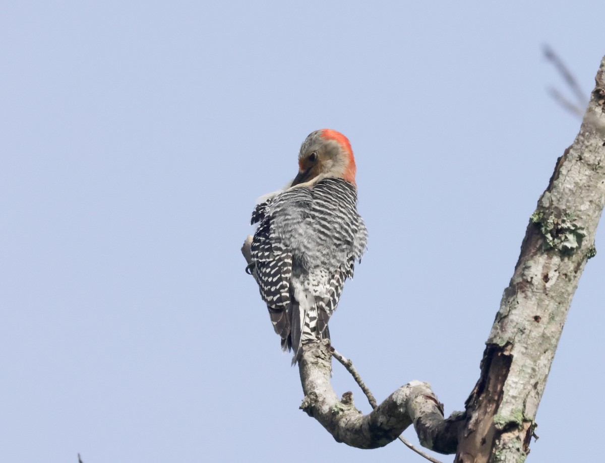 Red-bellied Woodpecker - ML618648232