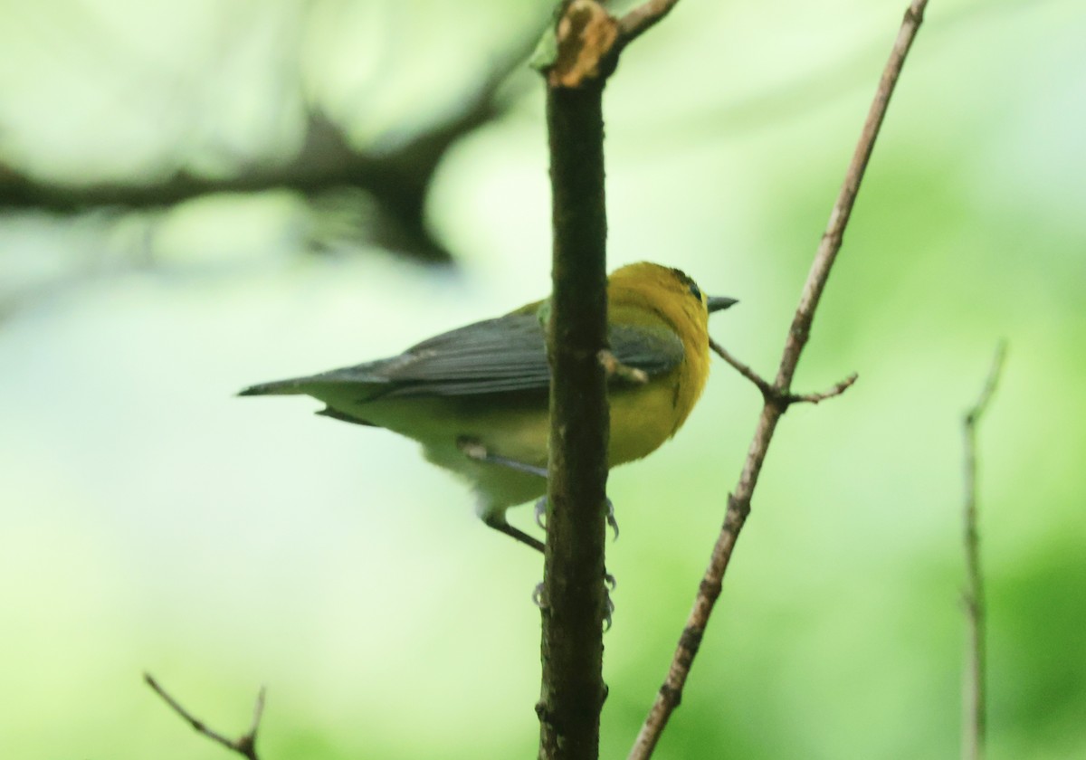 Prothonotary Warbler - ML618648275