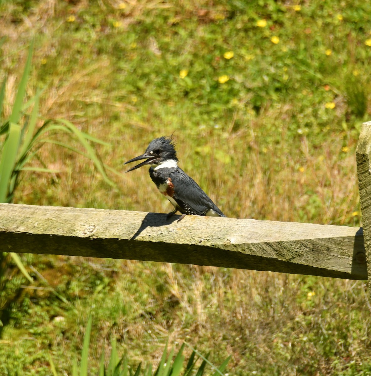 Belted Kingfisher - ML618648283