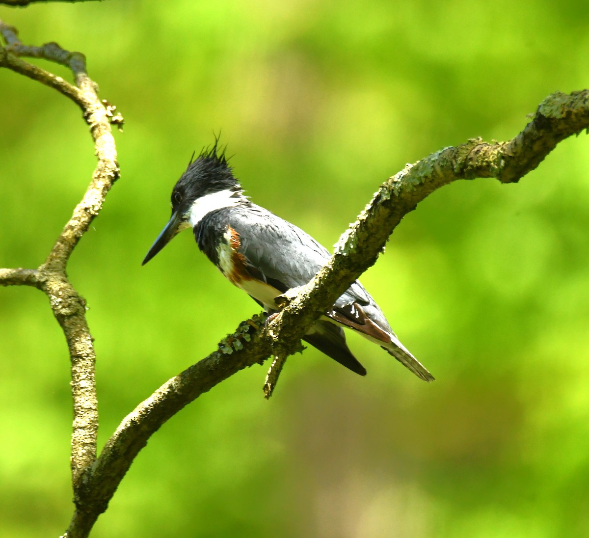 Belted Kingfisher - ML618648284