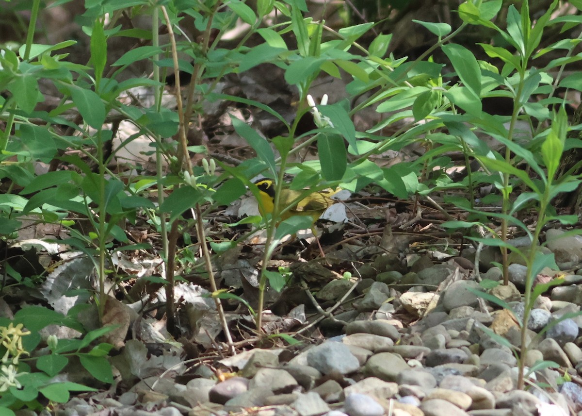 Kentucky Warbler - ML618648316