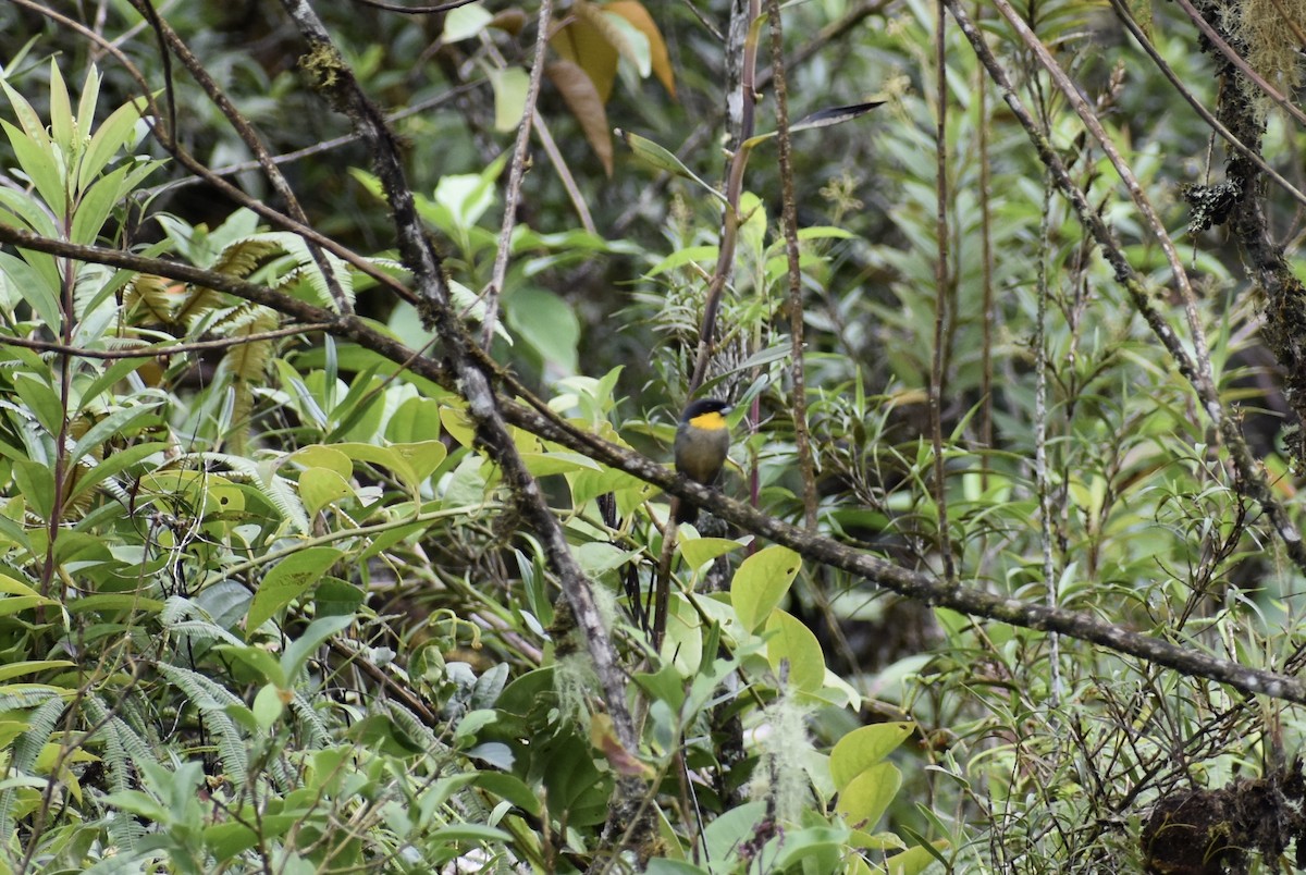 Yellow-throated Tanager - ML618648386