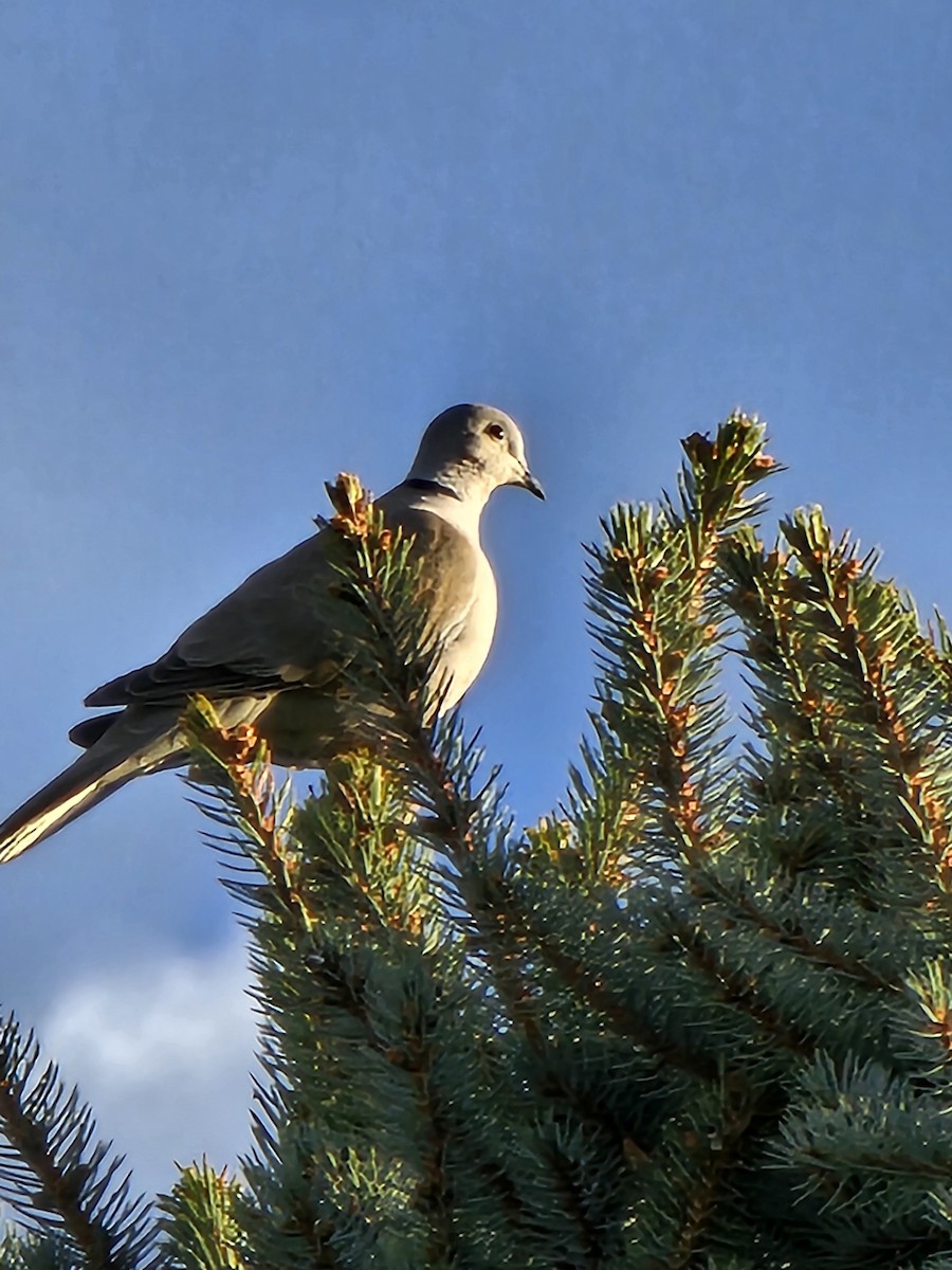 Eurasian Collared-Dove - ML618648419