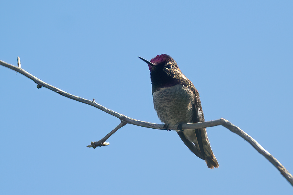 Anna's Hummingbird - ML618648435