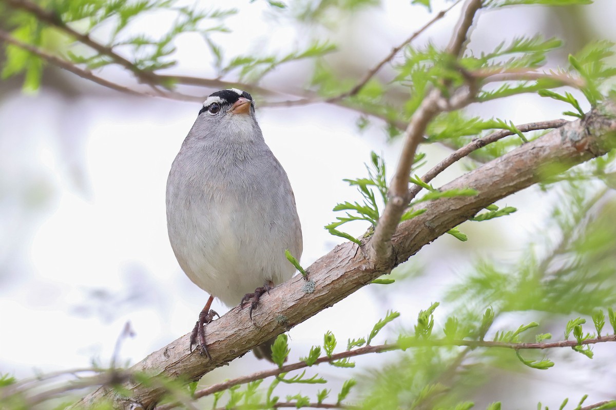 White-crowned Sparrow (leucophrys) - ML618648441
