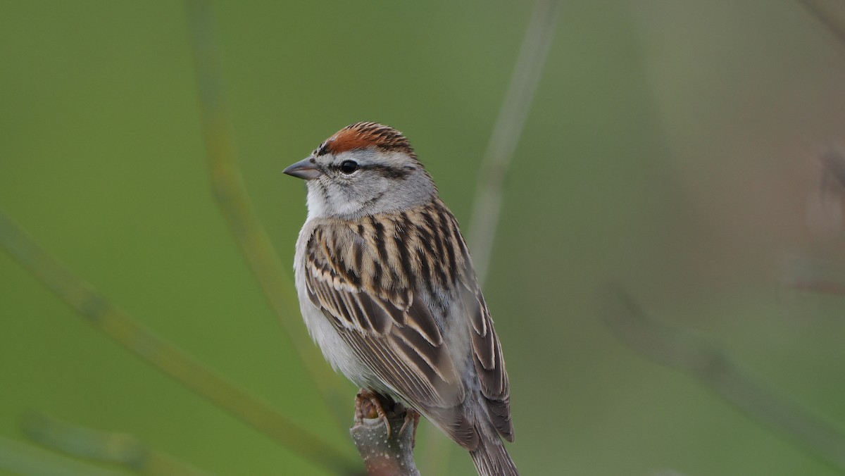 Chipping Sparrow - ML618648466