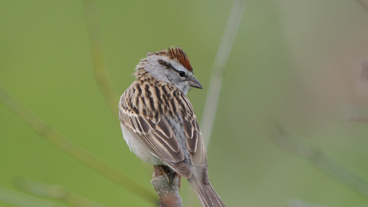 Chipping Sparrow - ML618648504