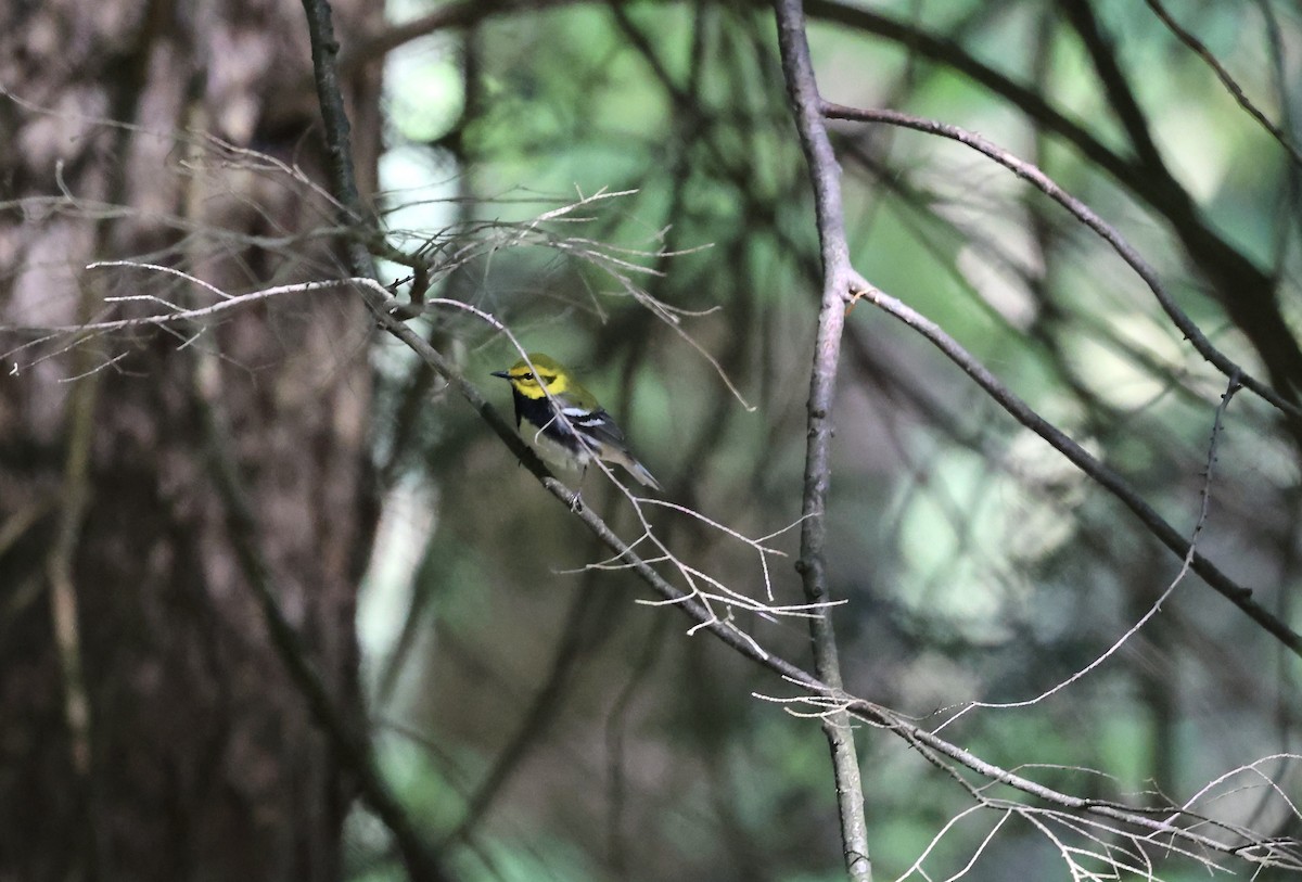 Black-throated Green Warbler - ML618648523