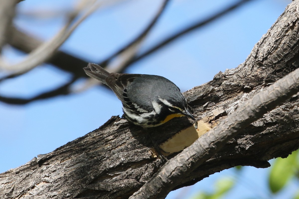 Yellow-throated Warbler - ML618648580