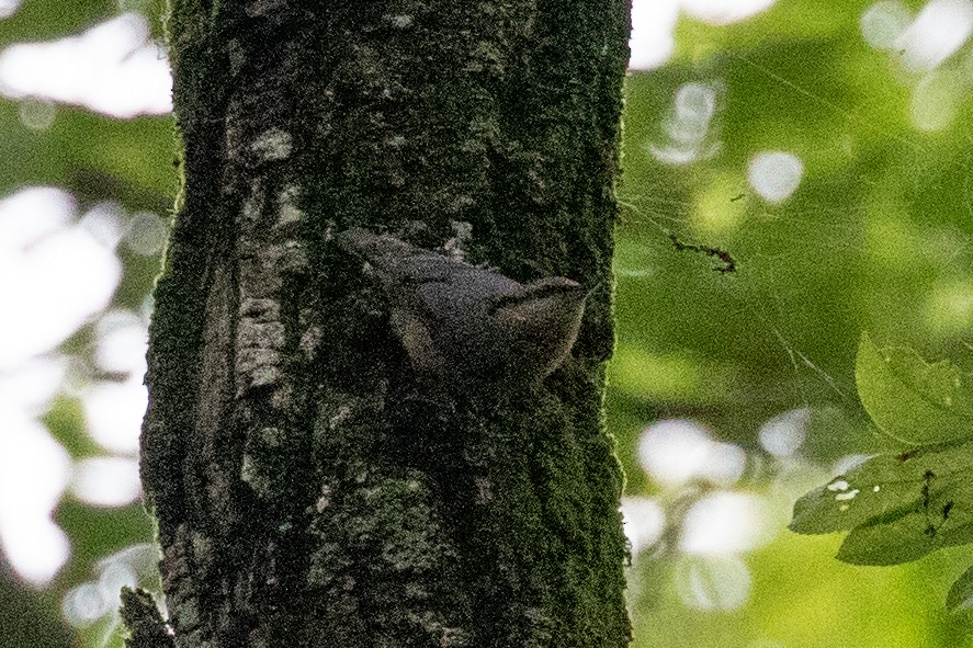 Eurasian Nuthatch (Chinese) - ML618648636