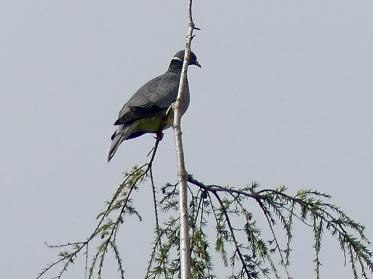 Band-tailed Pigeon - ML618648650