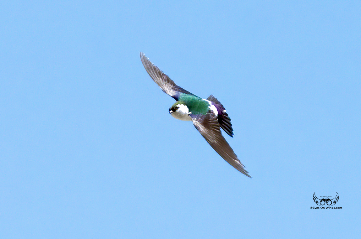 Violet-green Swallow - ML618648668