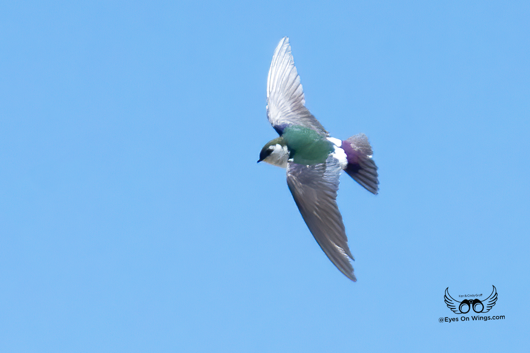 Violet-green Swallow - ML618648669