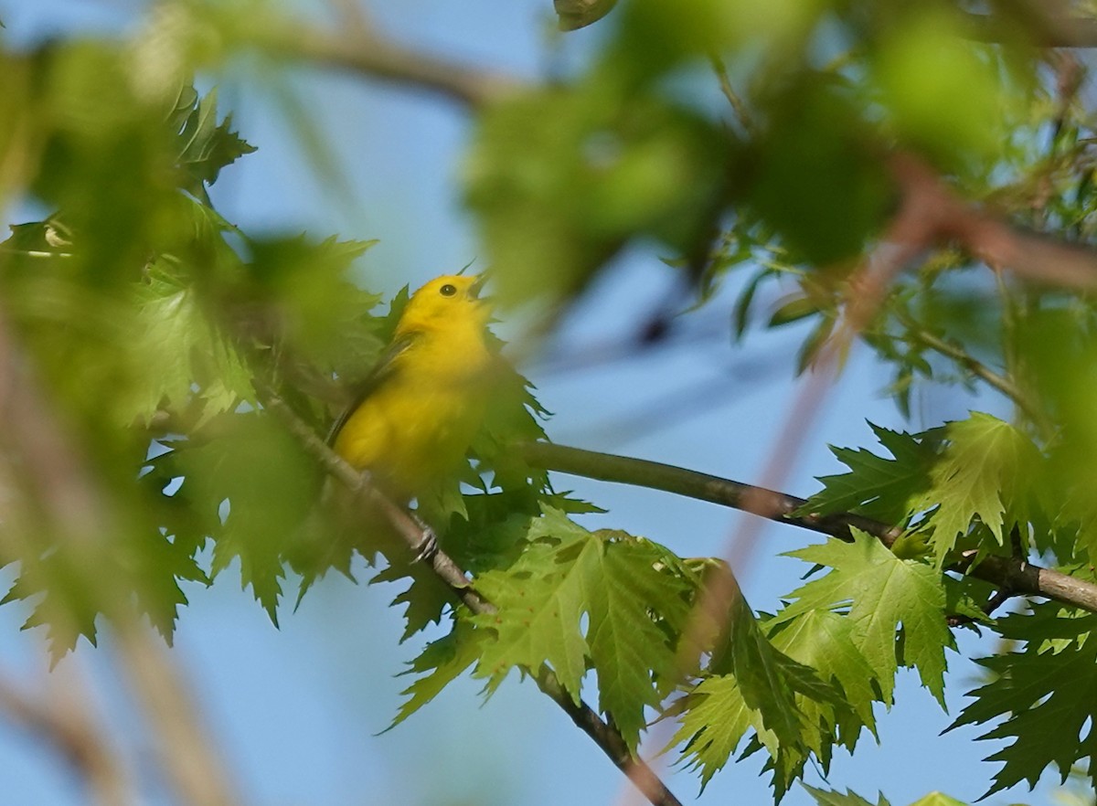 Prothonotary Warbler - ML618648678