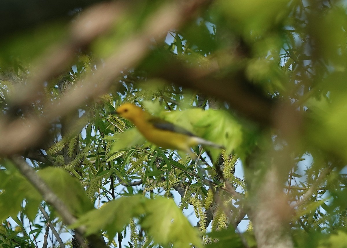 Prothonotary Warbler - ML618648680