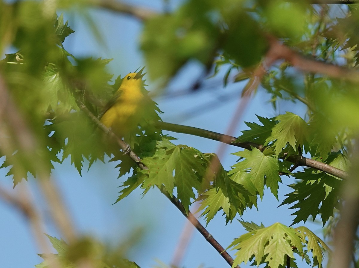 Prothonotary Warbler - ML618648681