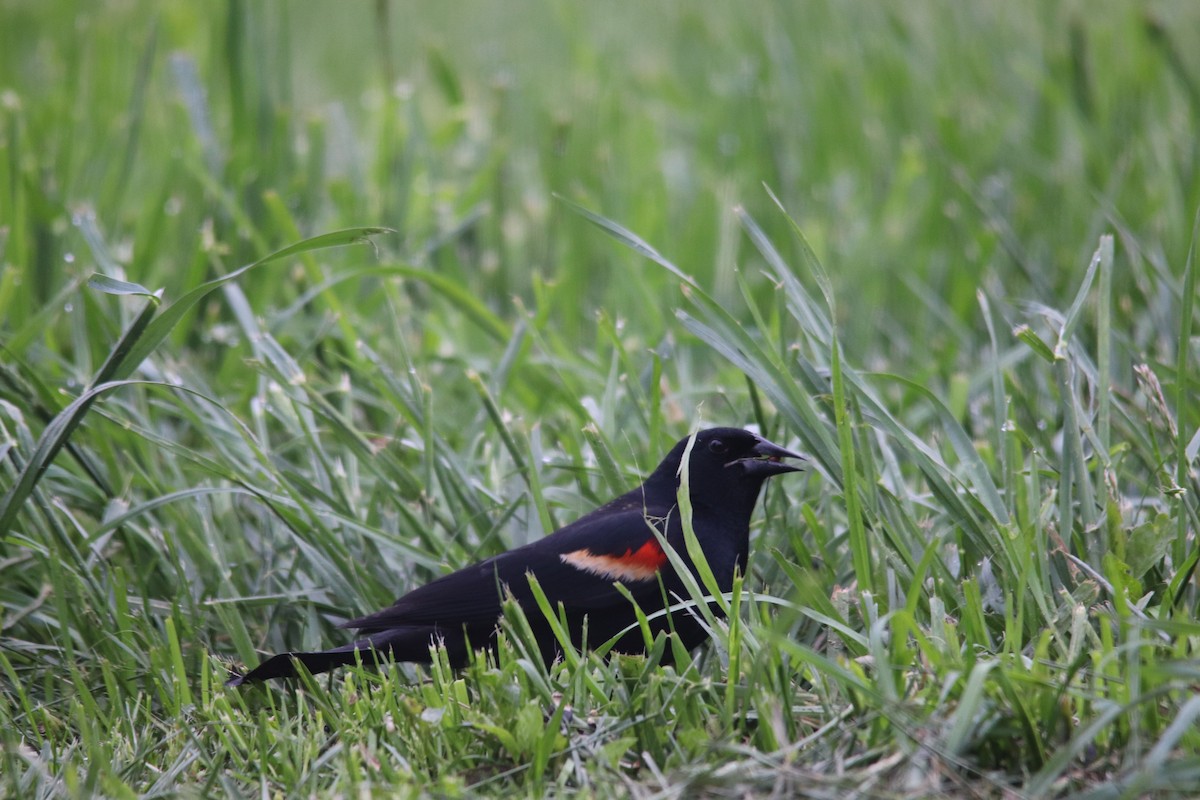 Red-winged Blackbird - ML618648682
