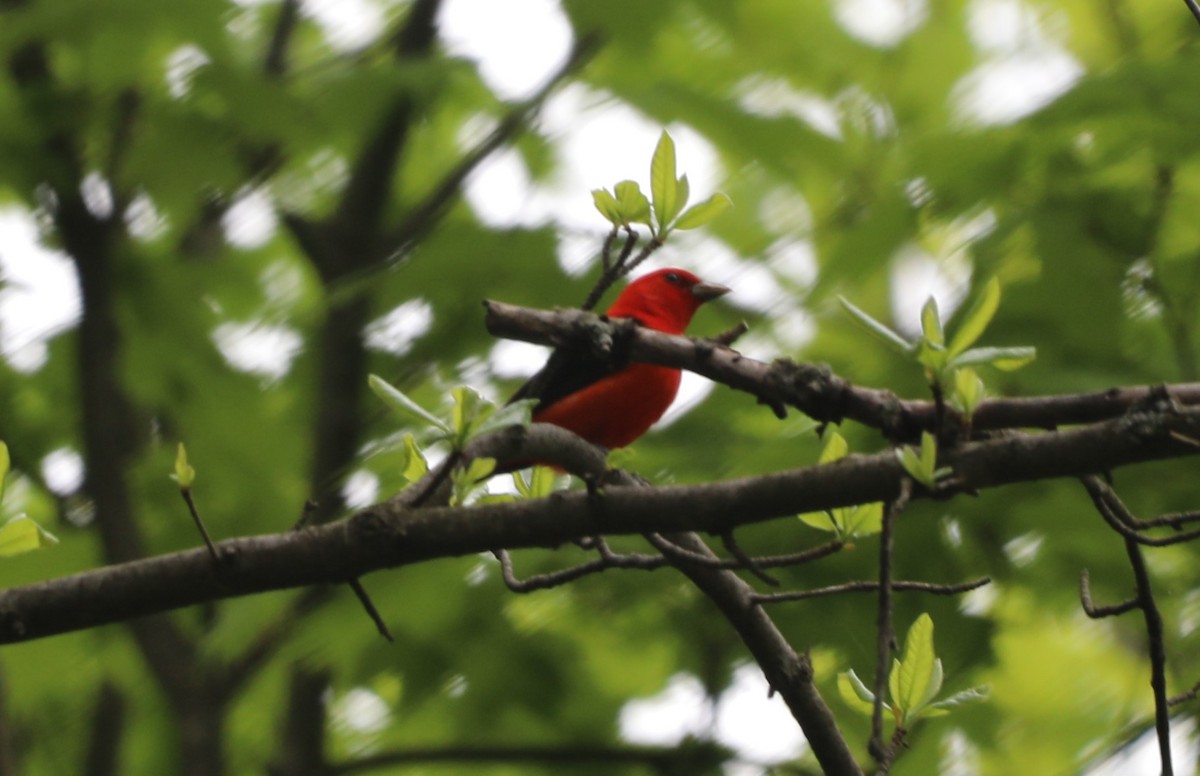 Scarlet Tanager - ML618648690