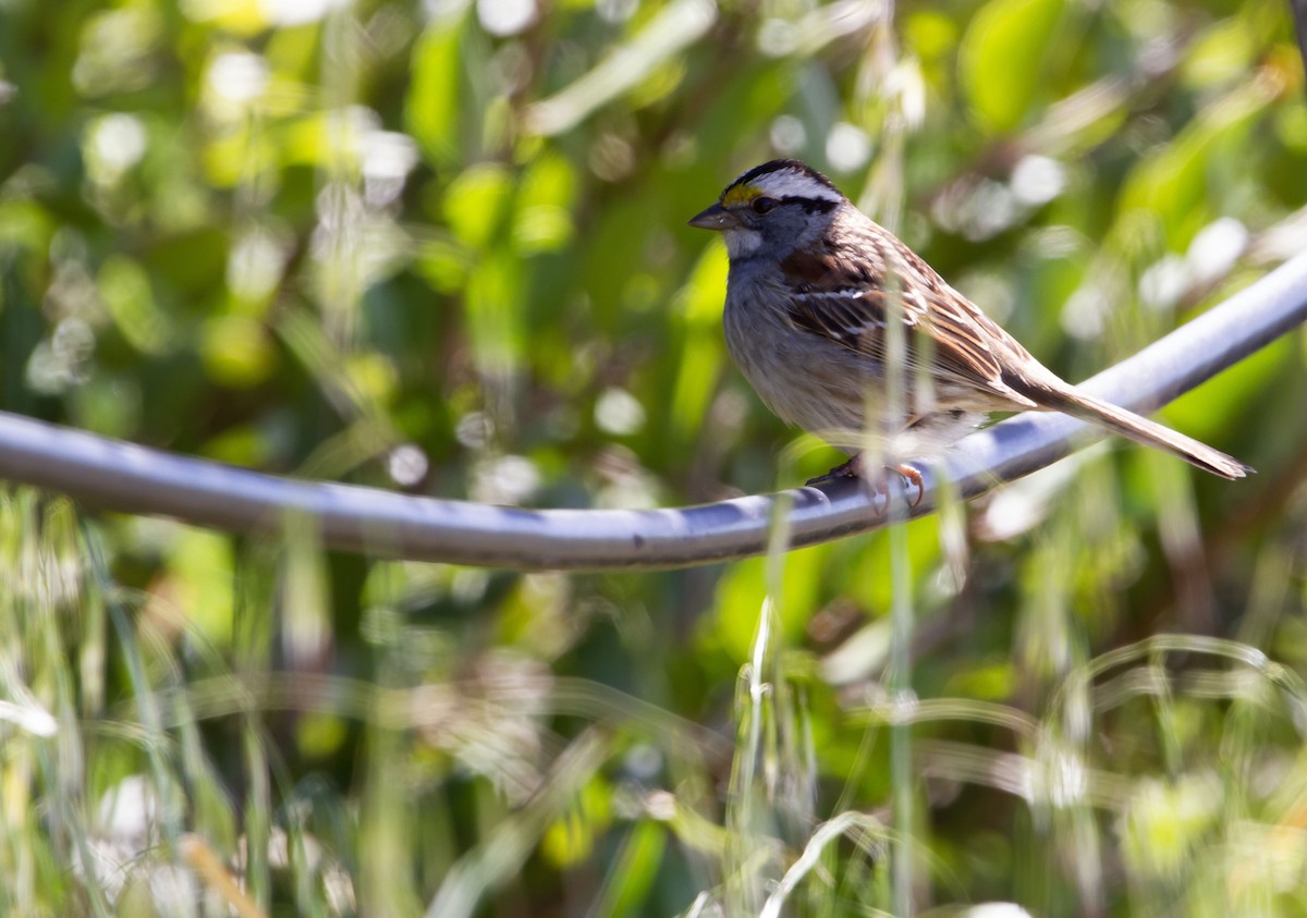 White-throated Sparrow - ML618648722