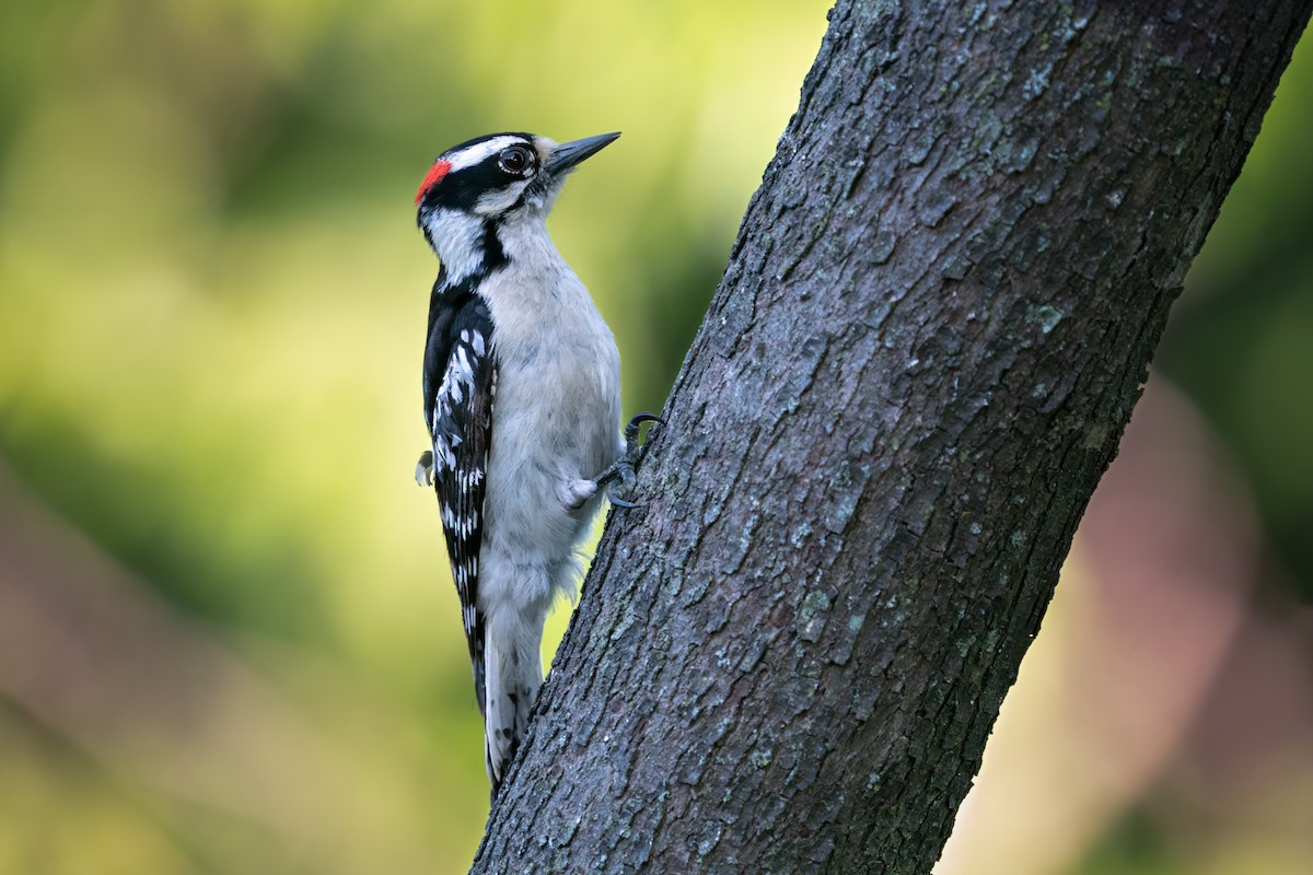 Downy Woodpecker - ML618648724