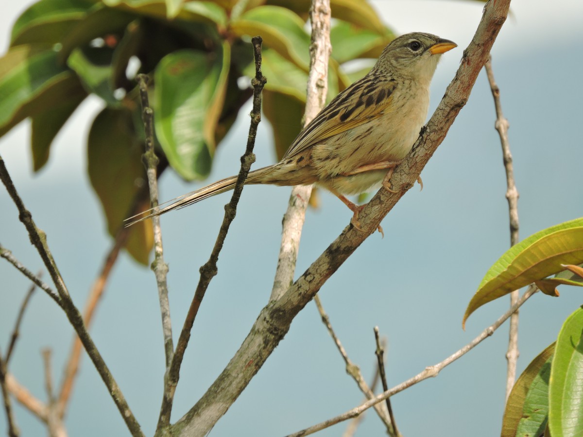 Wedge-tailed Grass-Finch - Esteban Hernández Arce