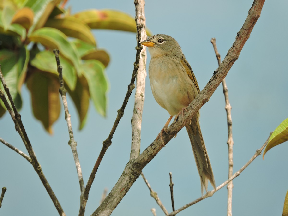 Wedge-tailed Grass-Finch - ML618648734