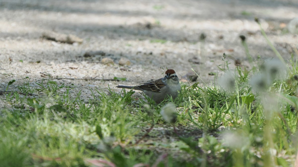 Chipping Sparrow - ML618648740