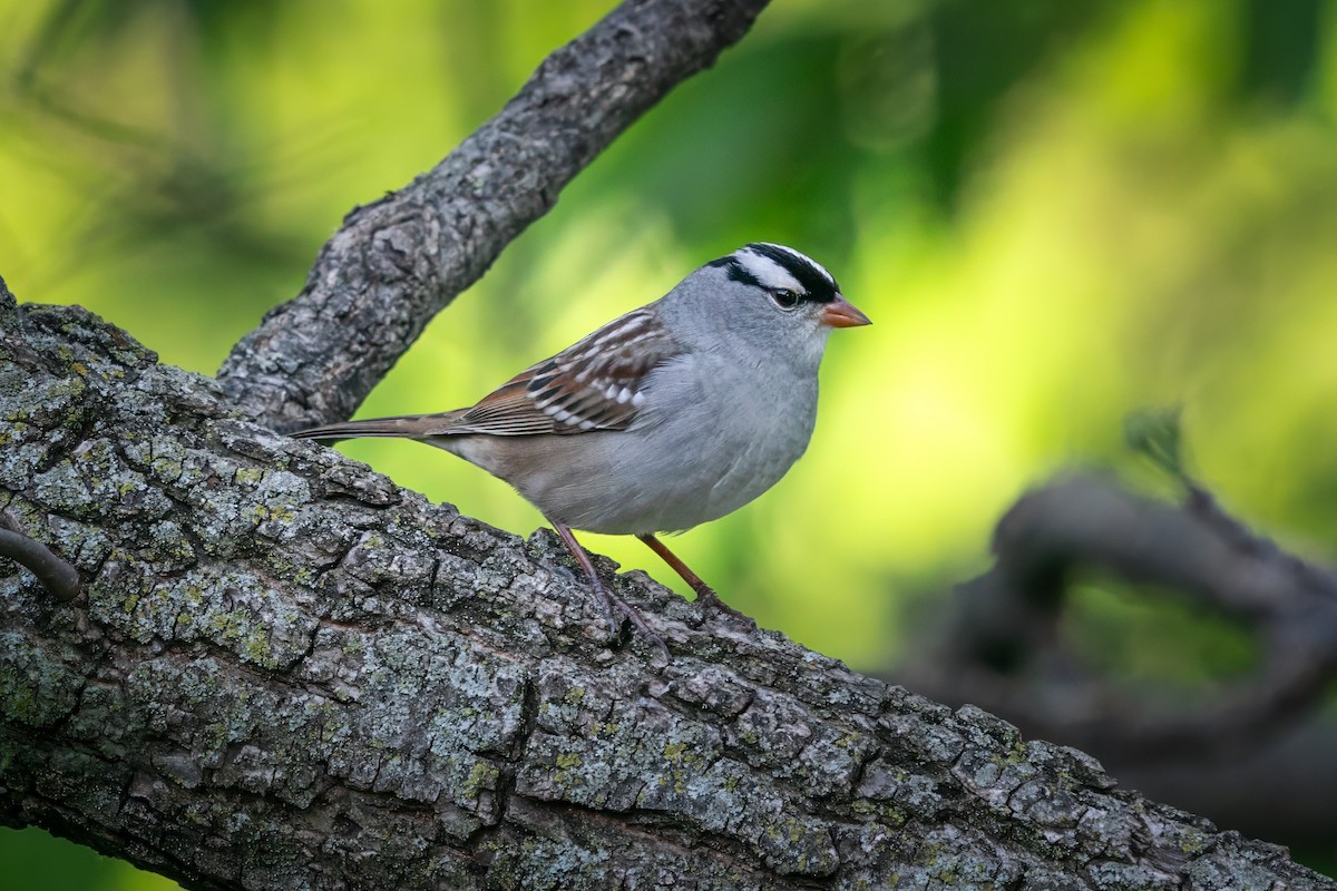 White-crowned Sparrow - ML618648751