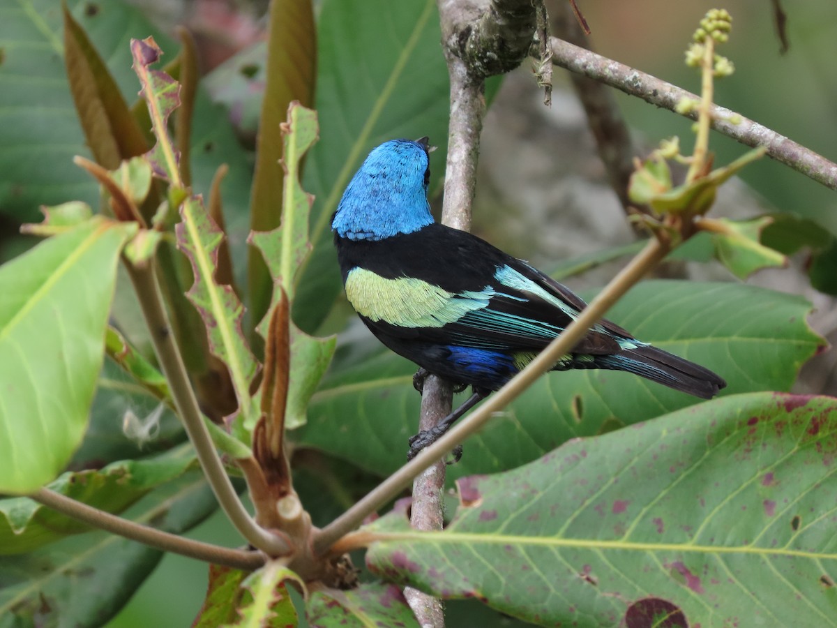 Blue-necked Tanager - ML618648761