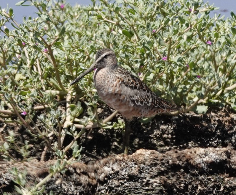 Long-billed Dowitcher - ML618648834