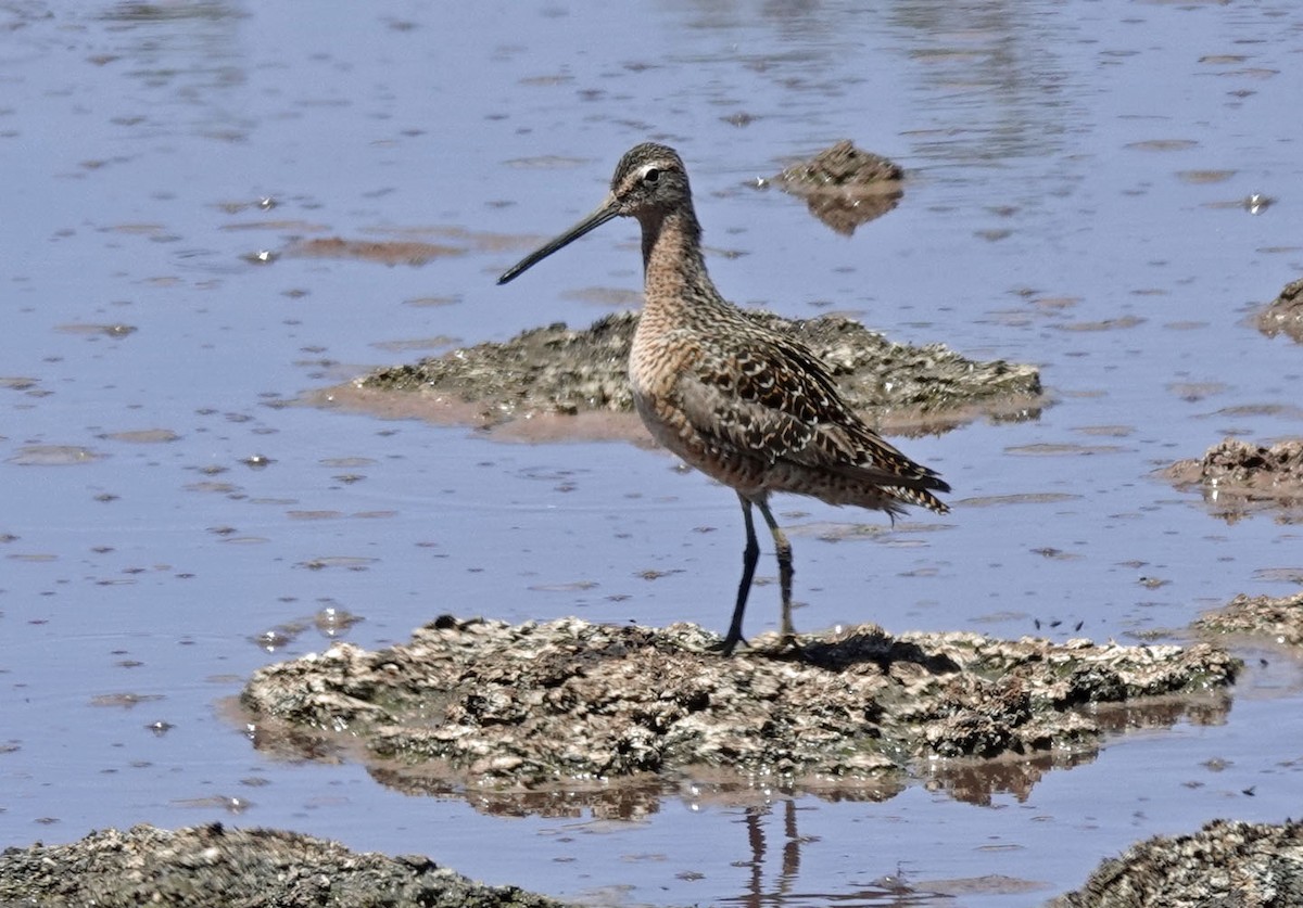 Long-billed Dowitcher - Cathy Beck
