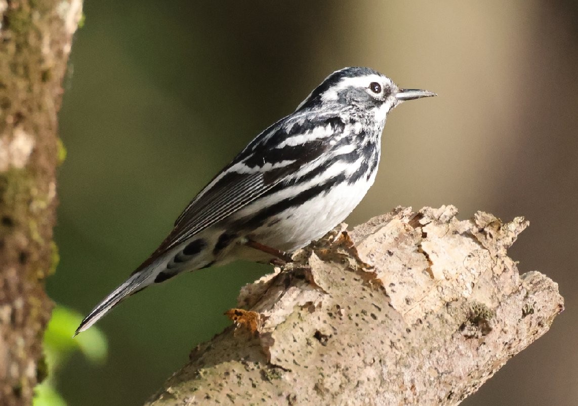 Black-and-white Warbler - ML618648842
