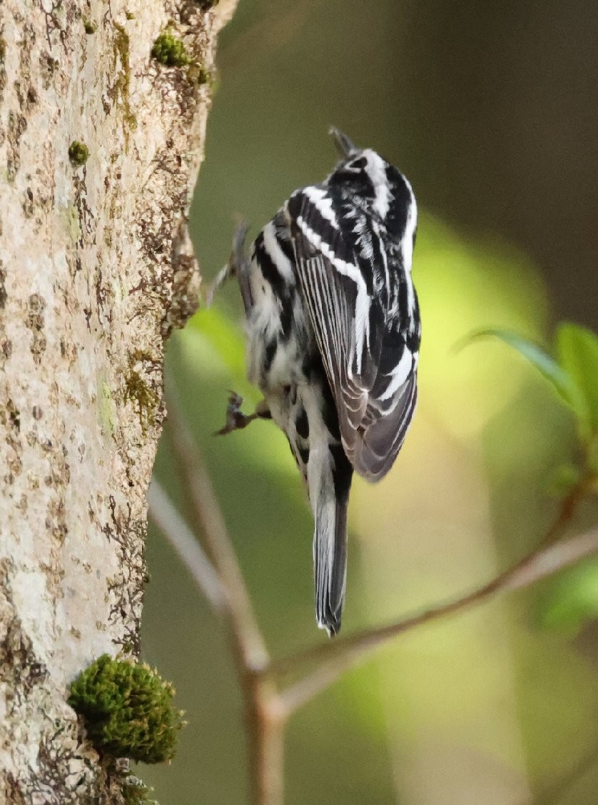 Black-and-white Warbler - ML618648848