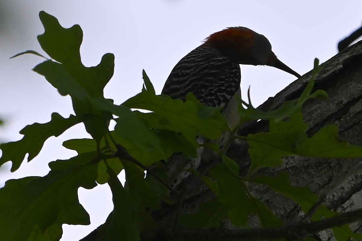 Red-bellied Woodpecker - ML618648861