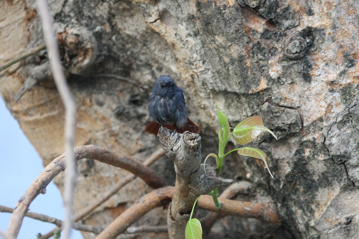 Plumbeous Redstart - Sathyan Meppayur