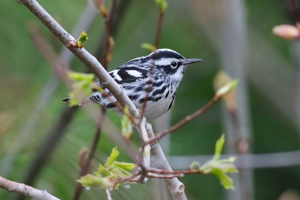 Black-and-white Warbler - ML618649041