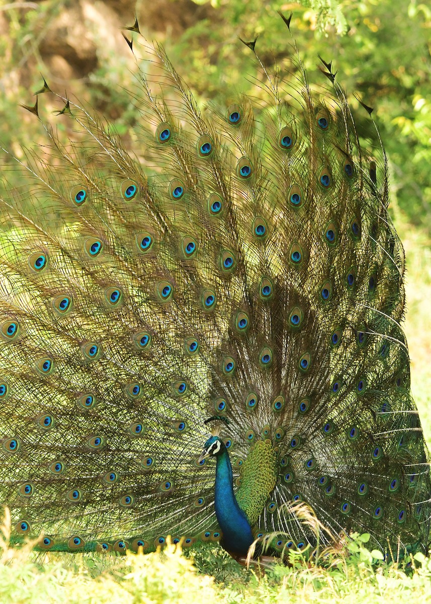 Indian Peafowl - ML618649059