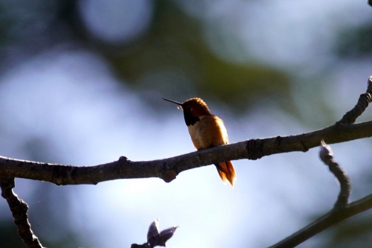Rufous Hummingbird - ML618649079