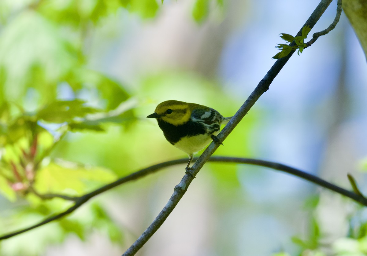 Black-throated Green Warbler - ML618649119